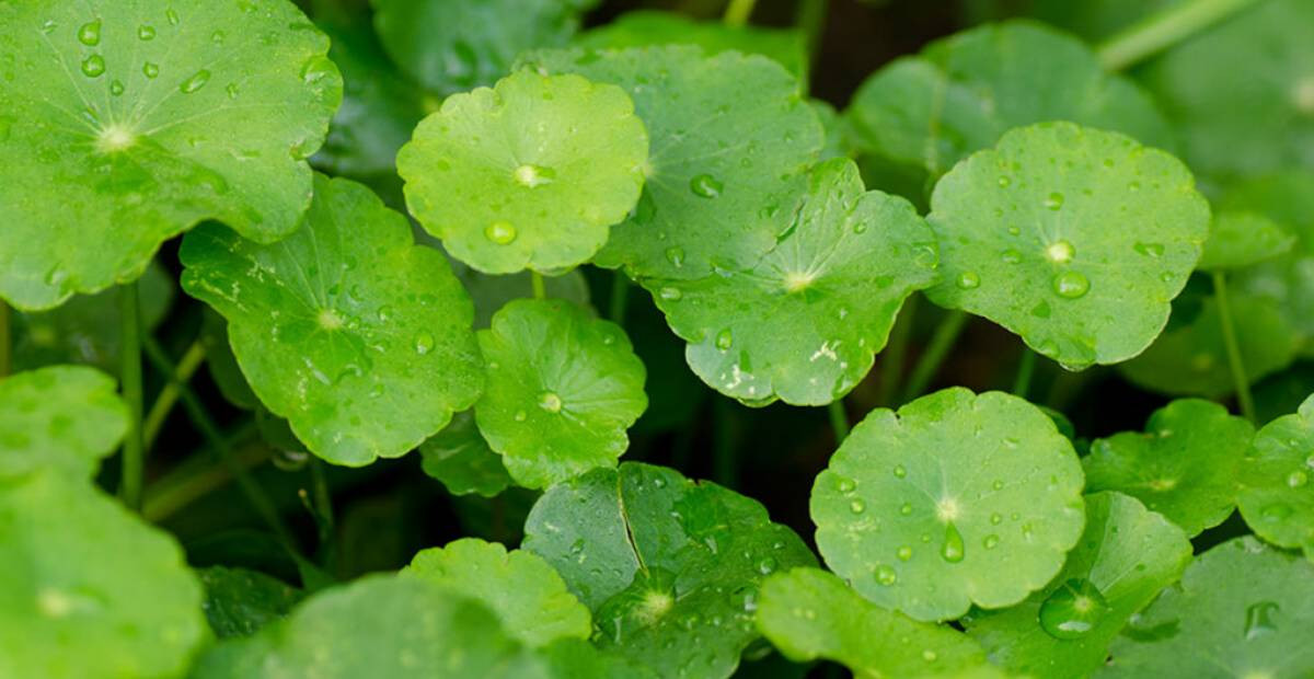 Gotu Kola (Centella asiatica)